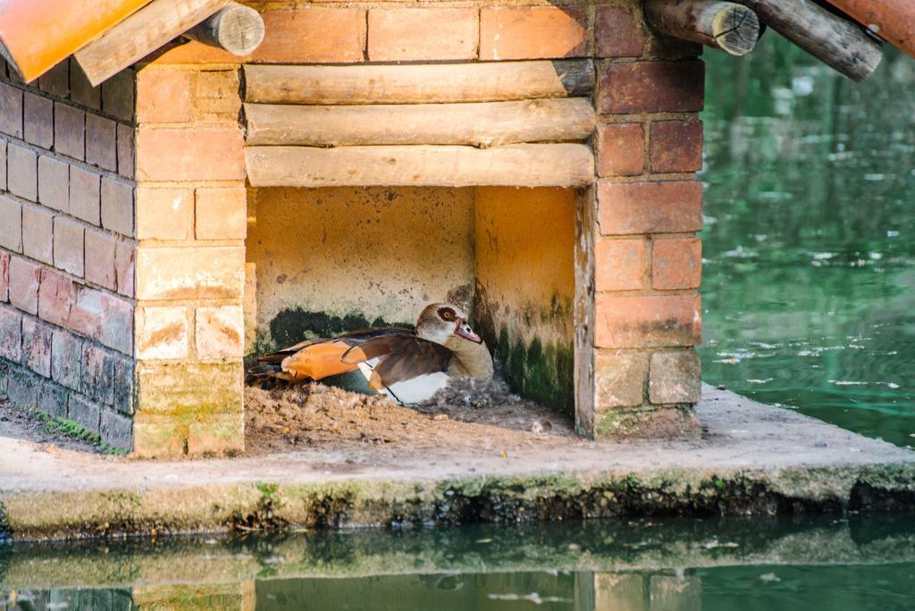 Pousada Tucano Do Cuiaba Itaipava Ngoại thất bức ảnh